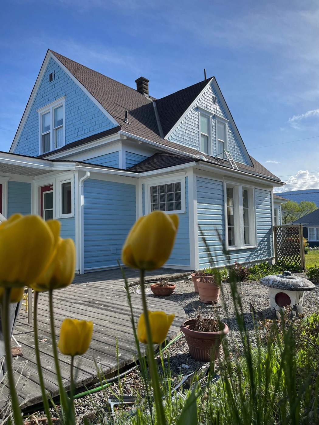 Light blue heritage house with white trim, yellow tulips in the foreground